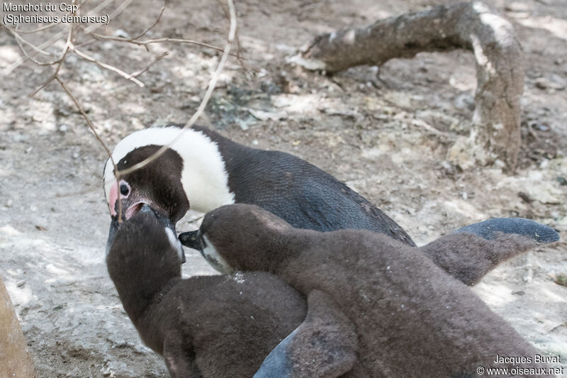 African Penguin