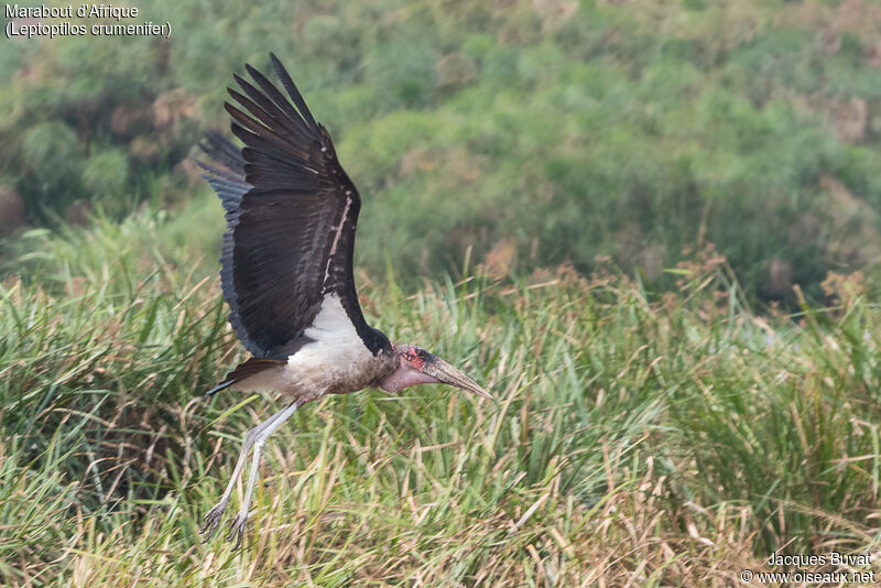 Marabou Storkadult post breeding