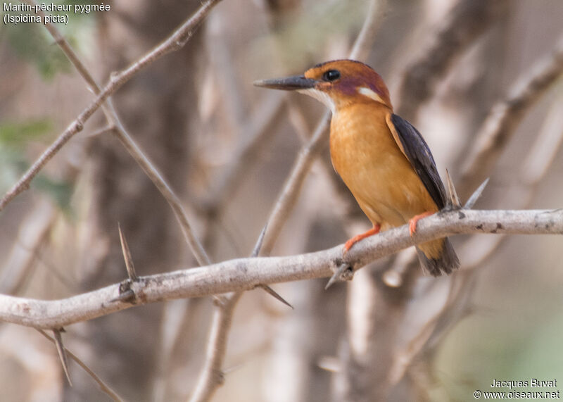 African Pygmy Kingfisherjuvenile