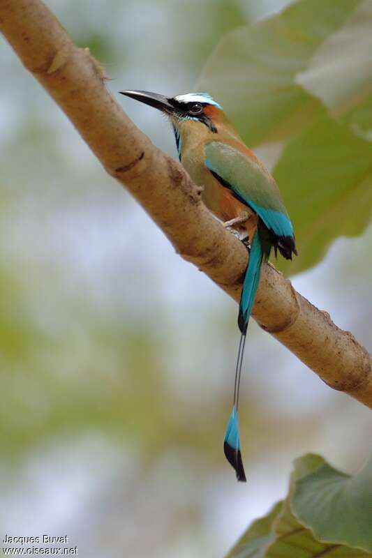 Motmot à sourcils bleusadulte, identification