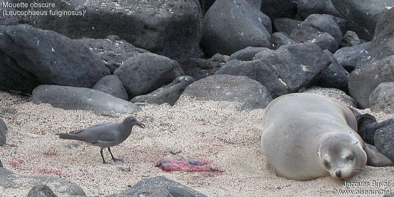 Mouette obscureadulte, identification, habitat, composition, pigmentation, mange, Comportement