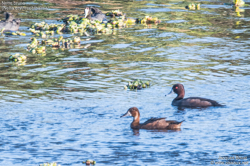 Southern Pochardadult, habitat, aspect, pigmentation, swimming