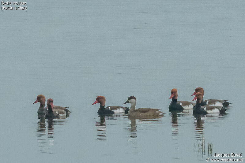 Nette rousseadulte nuptial, habitat, composition, pigmentation, nage