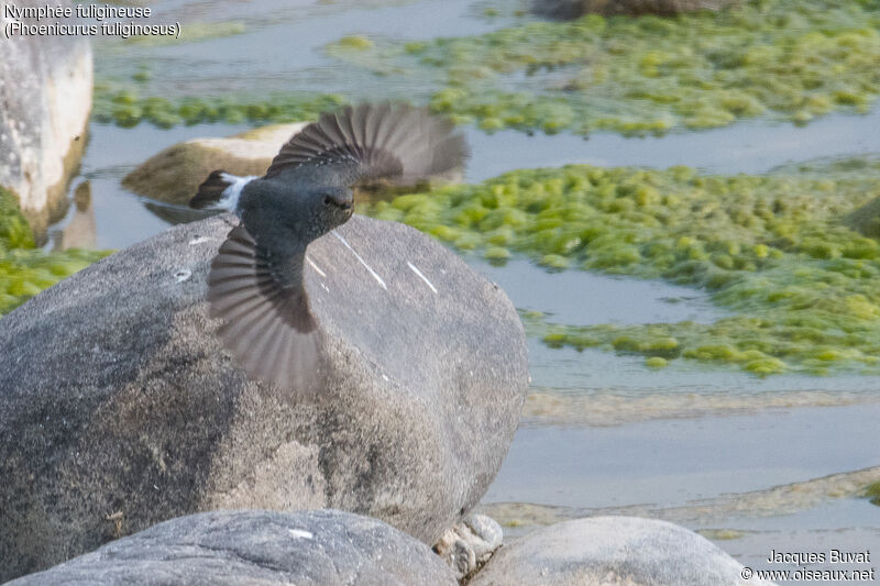 Plumbeous Water Redstart female adult, aspect, pigmentation, Flight