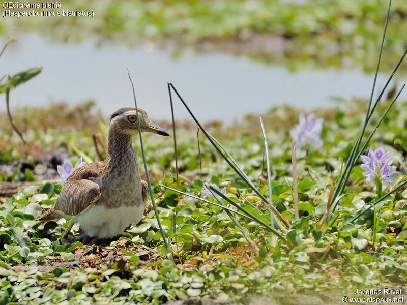 Double-striped Thick-kneeadult