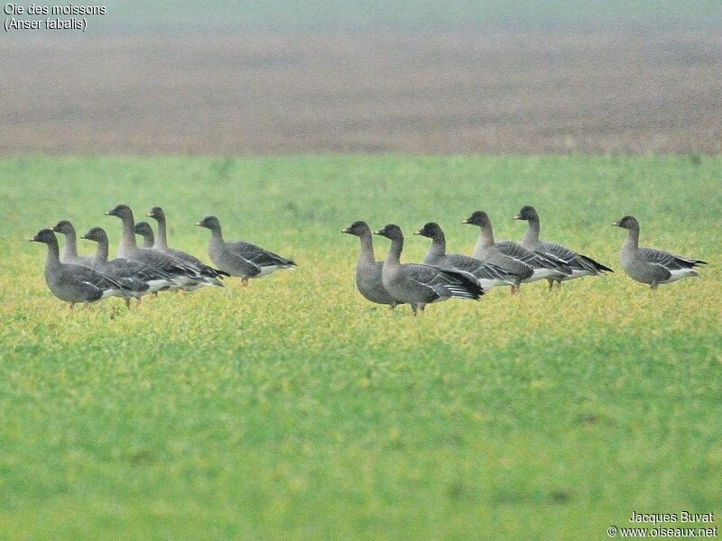 Taiga Bean Goose, aspect, pigmentation