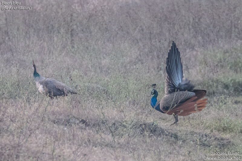 Indian Peafowladult, habitat, aspect, pigmentation, courting display