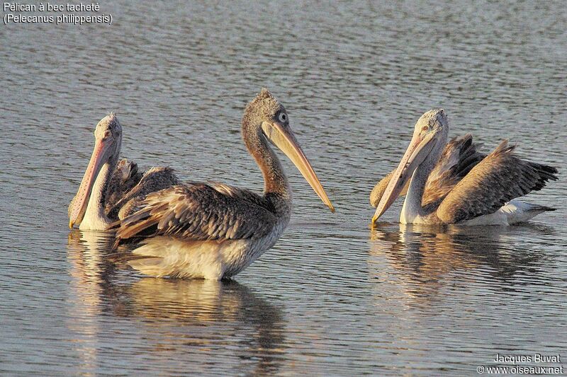 Spot-billed Pelicanjuvenile