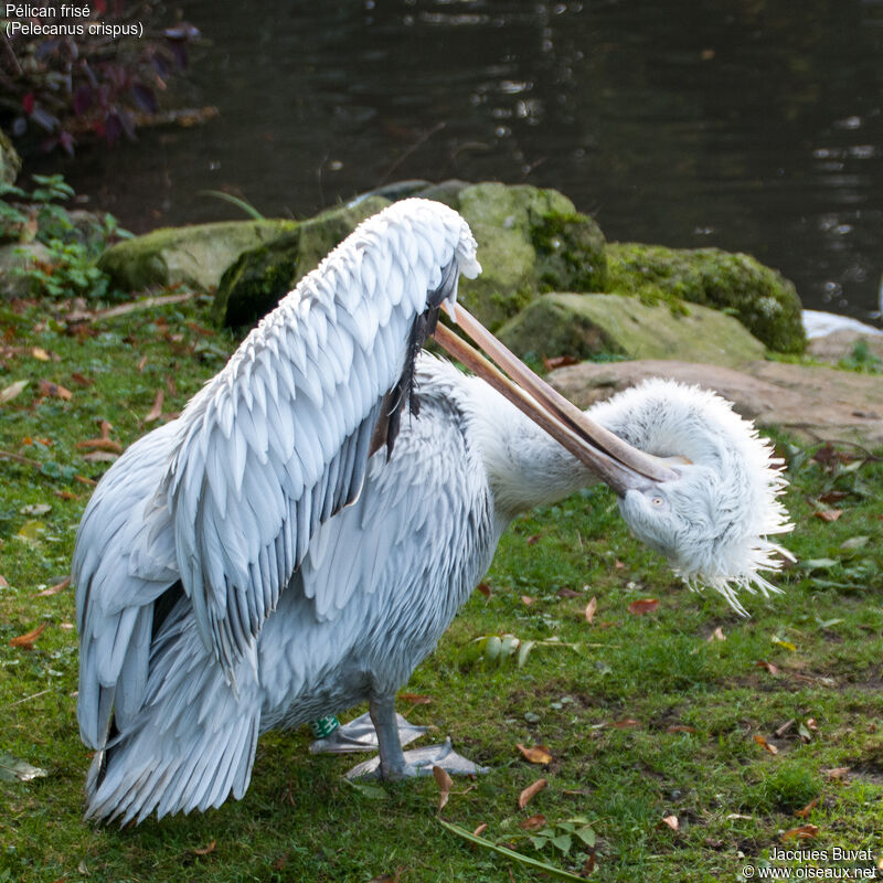 Dalmatian Pelicanadult transition, care, aspect, pigmentation