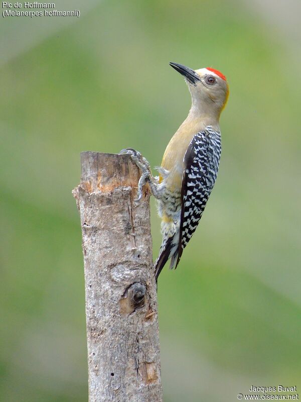 Hoffmann's Woodpecker male adult, aspect, pigmentation