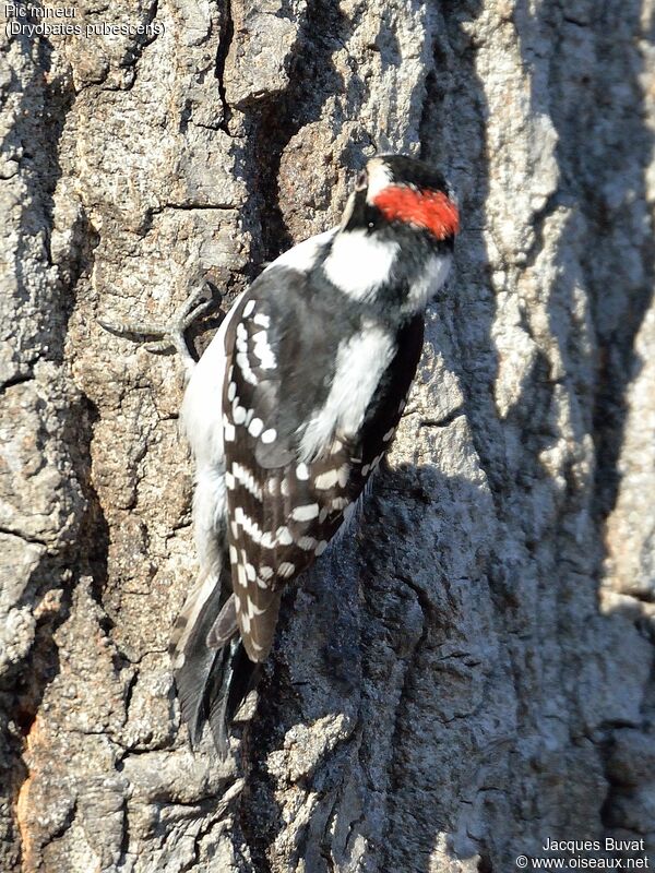 Downy Woodpecker