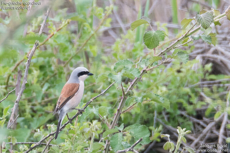 Red-backed Shrike male adult breeding, identification, aspect, pigmentation