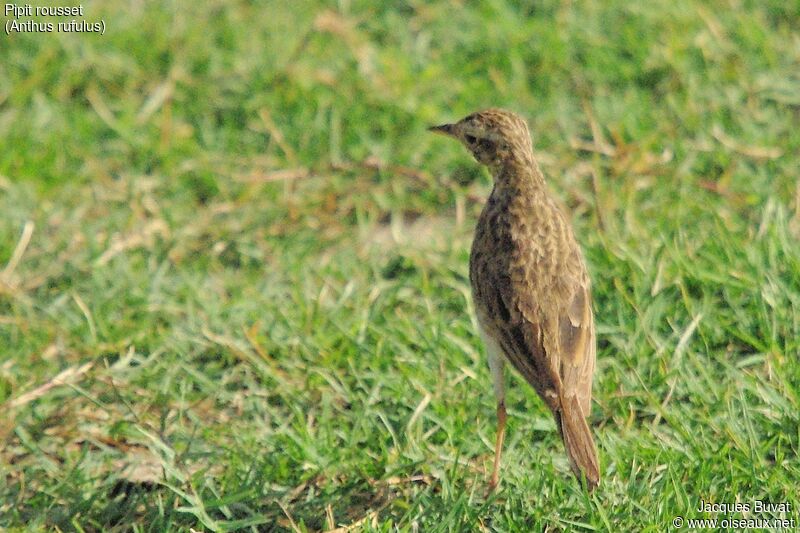 Paddyfield Pipit