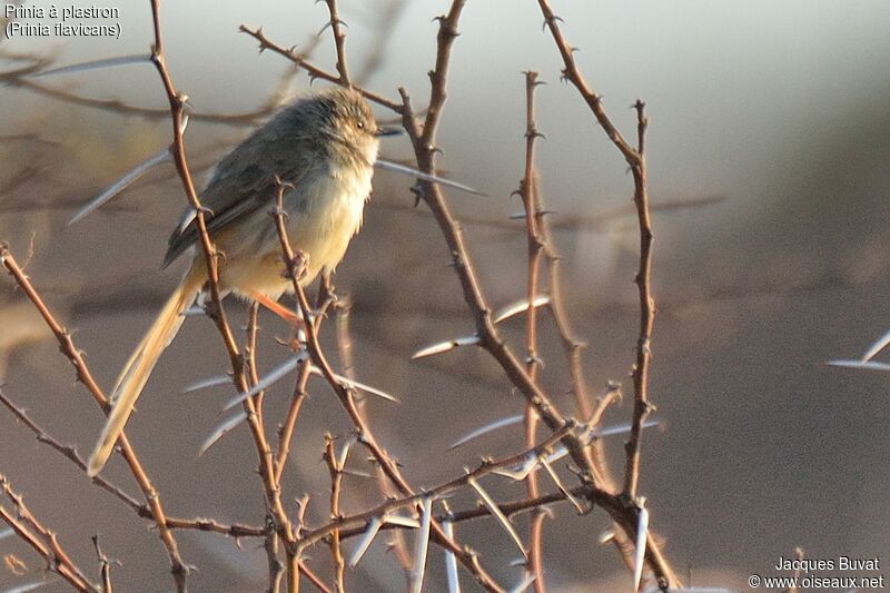 Prinia à plastron femelle adulte internuptial