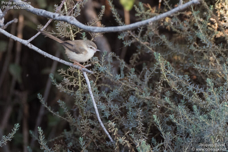 River Priniaadult, identification, habitat, aspect, pigmentation