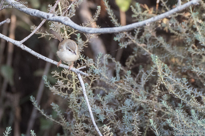 Prinia aquatiqueadulte