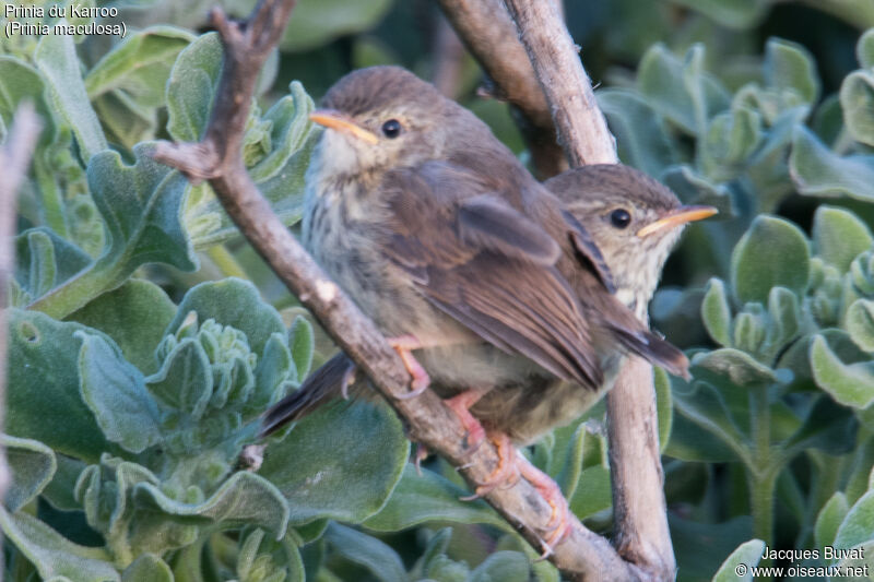 Prinia du Karroojuvénile