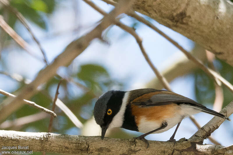 Pririt du Cap mâle adulte, identification