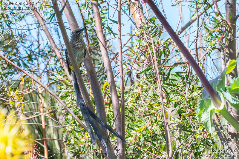 Cape Sugarbird male adult