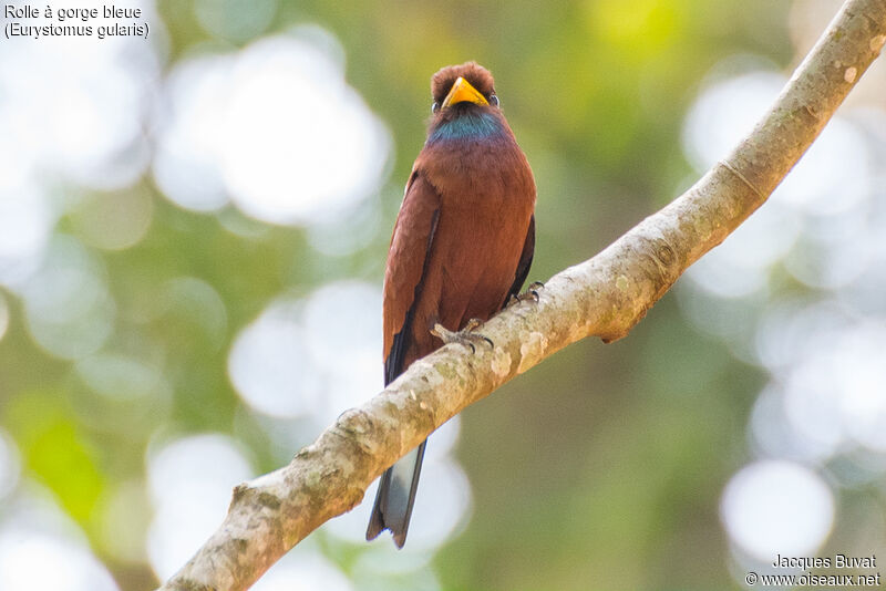 Blue-throated Rolleradult