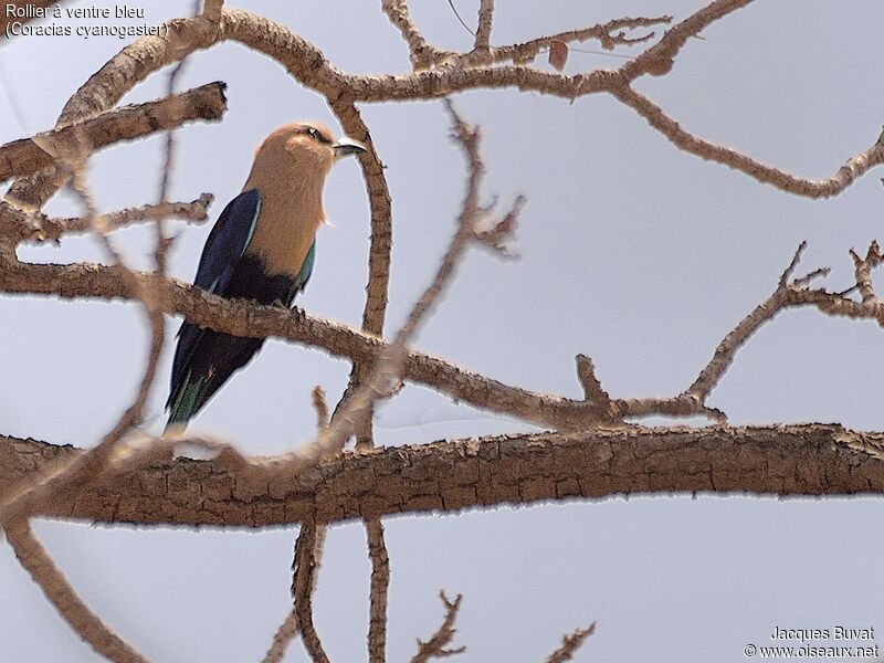 Blue-bellied Rolleradult breeding