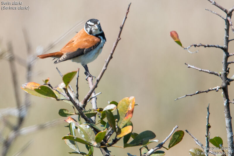 Serin alario mâle adulte