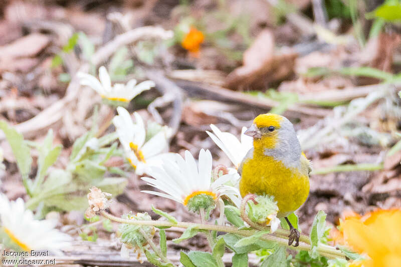 Serin du Cap mâle adulte, portrait