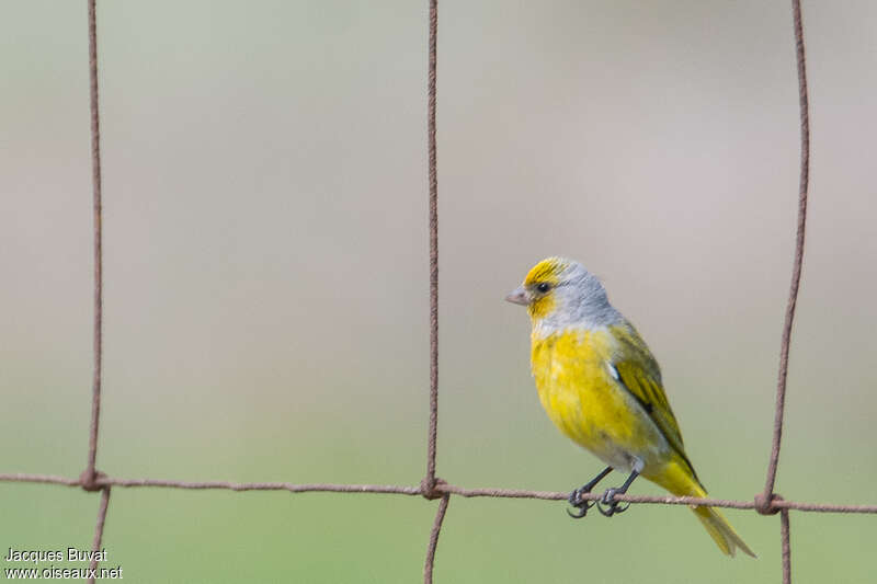 Serin du Cap mâle adulte nuptial, identification