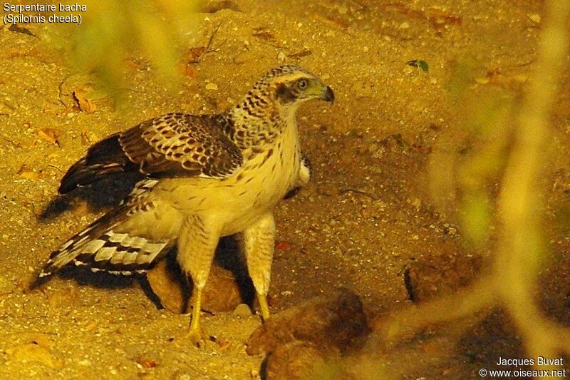 Crested Serpent Eagle