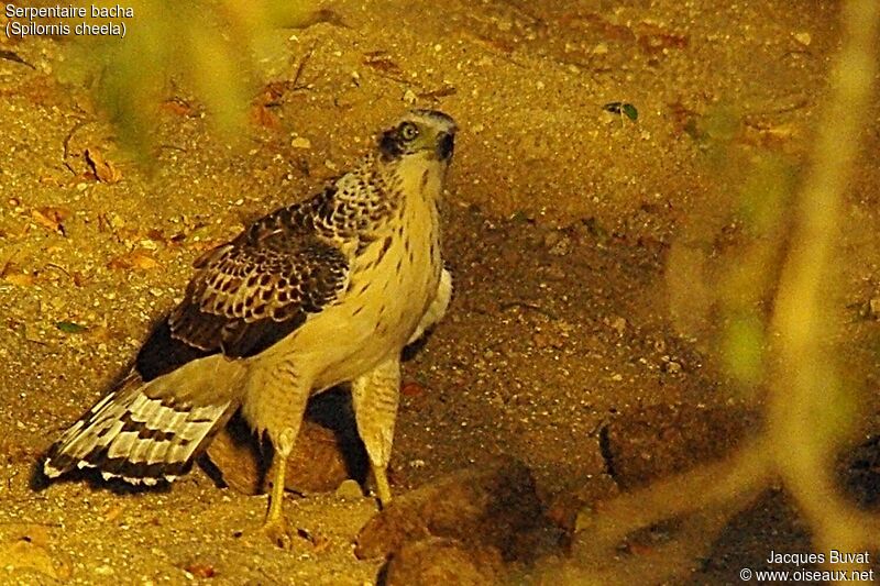 Crested Serpent Eaglejuvenile