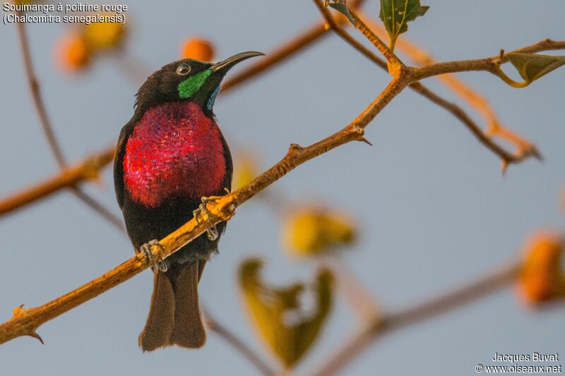 Scarlet-chested Sunbird male adult breeding, close-up portrait, aspect, pigmentation