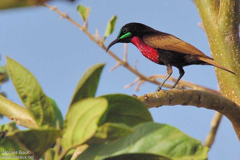 Scarlet-chested Sunbird male adult breeding, identification