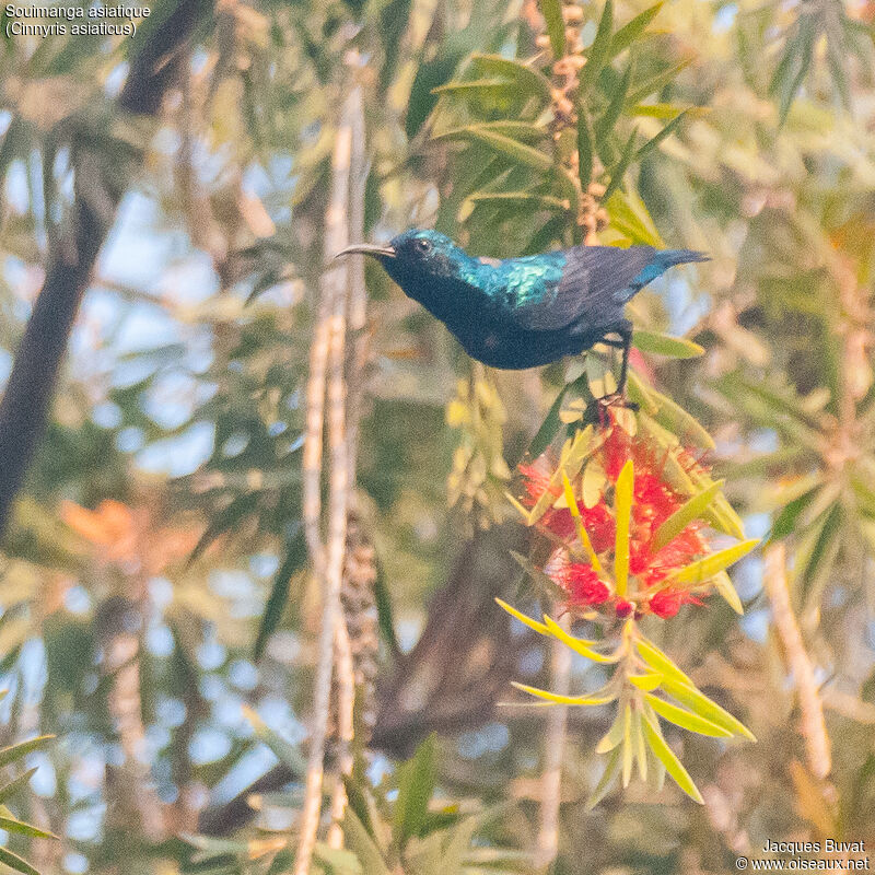 Souimanga asiatique mâle adulte nuptial, habitat, composition, pigmentation