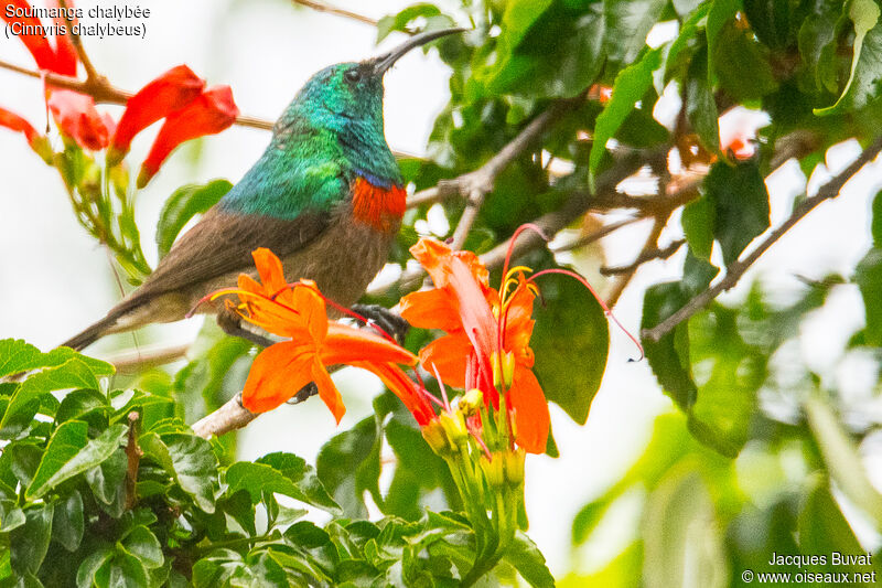 Southern Double-collared Sunbird male adult breeding