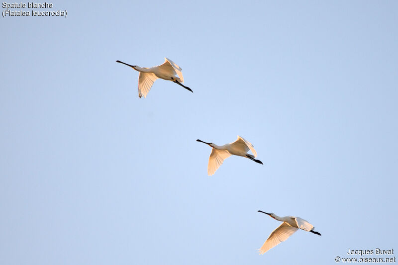 Eurasian Spoonbill, identification, aspect, pigmentation, Flight