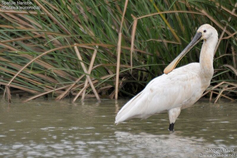 Eurasian Spoonbilladult breeding