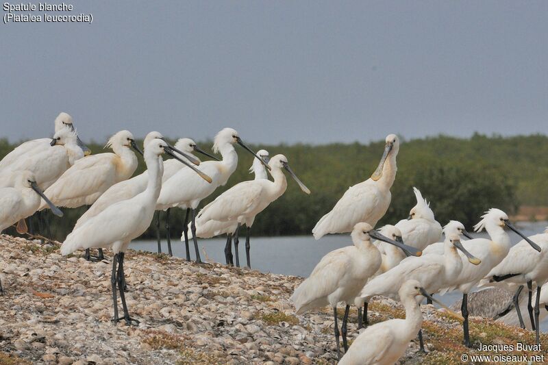 Eurasian Spoonbilladult breeding