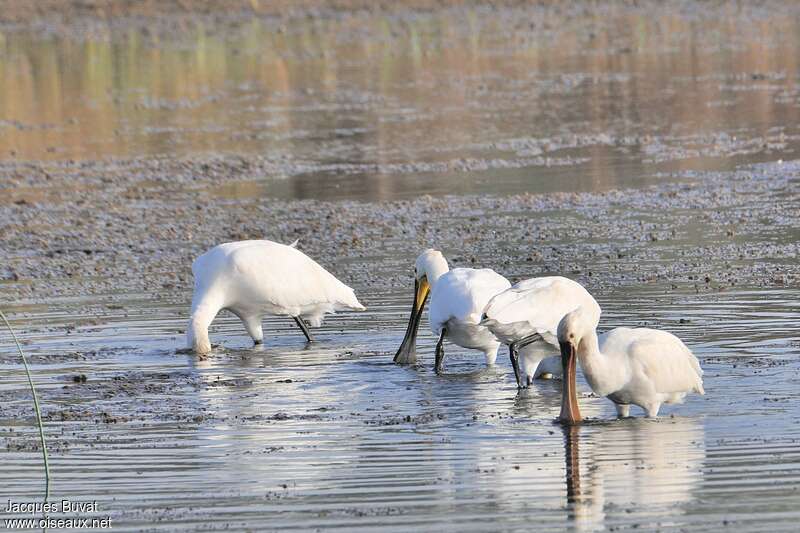 Spatule blanche, habitat, pêche/chasse