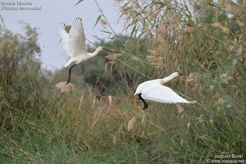 Eurasian Spoonbill