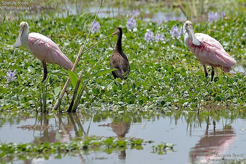 Roseate Spoonbilladult breeding, habitat, aspect, pigmentation