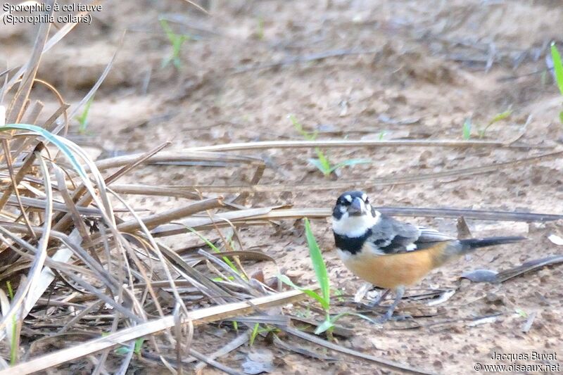 Rusty-collared Seedeater