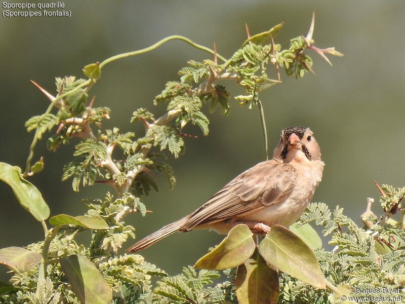 Speckle-fronted Weaveradult, close-up portrait, aspect, pigmentation