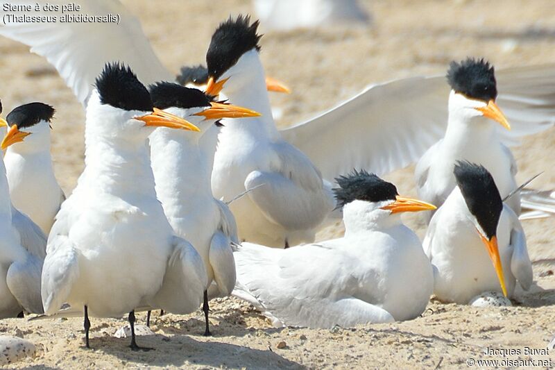 West African Crested Ternadult breeding, aspect, pigmentation, Reproduction-nesting, colonial reprod.