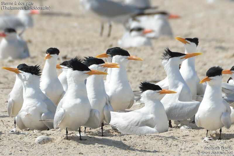 West African Crested Ternadult breeding, habitat, aspect, Reproduction-nesting, colonial reprod.