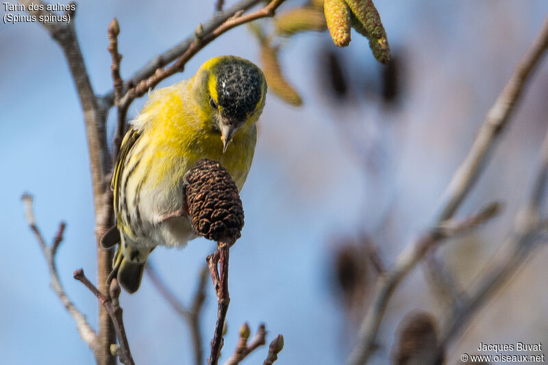 Eurasian Siskin male adult breeding