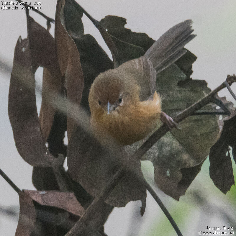 Tawny-bellied Babbleradult, identification, aspect, pigmentation