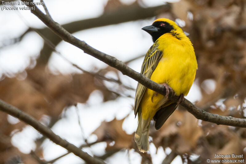 Southern Masked Weaver male adult breeding