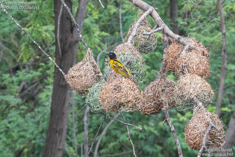 Village Weaver male adult breeding