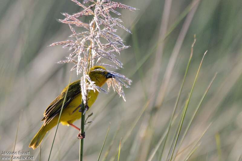 Holub's Golden Weaver male adult breeding, eats