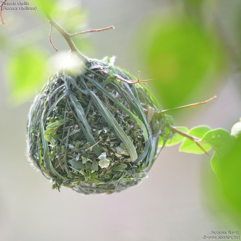 Vitelline Masked Weaver, Reproduction-nesting